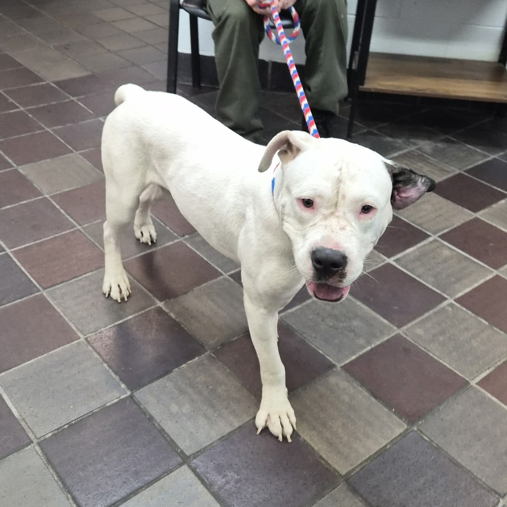 Shelter Stray Male Dog last seen Near Barretto Street, BRONX, NY, 10474, 326 E 110th St, New York, NY 10029, USA