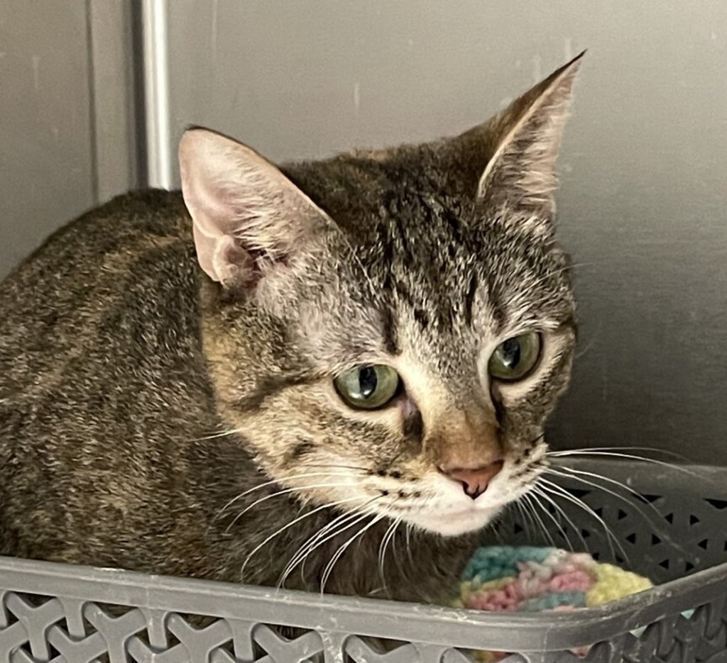 Shelter Stray Female Cat last seen Harmony Park Dr/Umatilla Ct, Westminster, CO, 80234, 580 McIntyre St, Golden, CO 80401, USA