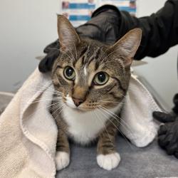 Shelter Stray Male Cat last seen Near Russel Park Way, San Diego, CA, 92108, 5500 Gaines St, San Diego, CA 92110, USA