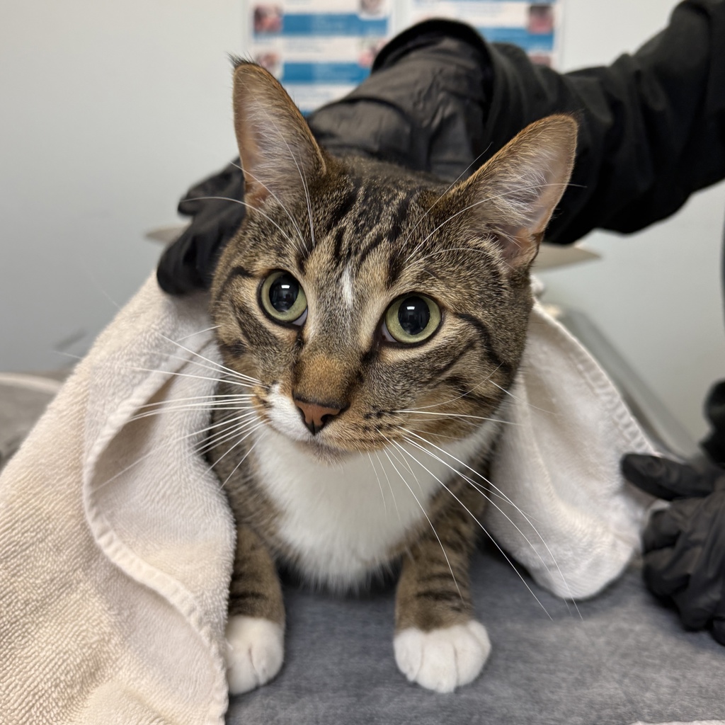 Shelter Stray Male Cat last seen Near Russel Park Way, San Diego, CA, 92108, 5500 Gaines St, San Diego, CA 92110, USA