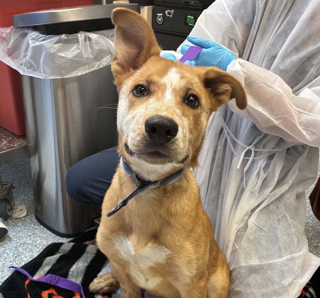 Shelter Stray Male Dog last seen OHS, OR, 1700 W Historic Columbia River Hwy, Troutdale, OR 97060, USA