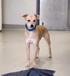 Shelter Stray Male Dog last seen Near Camino Del Este Road, San Diego, CA, 92108, 5500 Gaines St, San Diego, CA 92110, USA