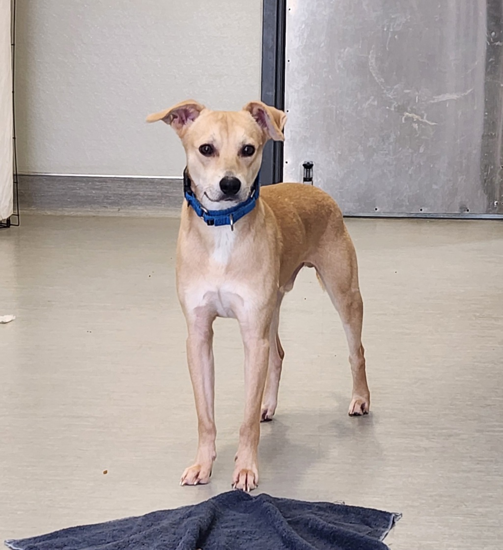 Shelter Stray Male Dog last seen Near Camino Del Este Road, San Diego, CA, 92108, 5500 Gaines St, San Diego, CA 92110, USA