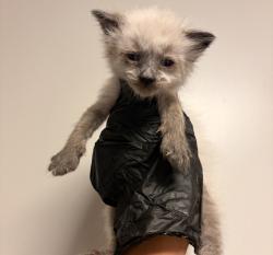 Shelter Stray Male Cat last seen Near Dartmouth Avenue, SAN LEANDRO, CA, 94579, 8323 Baldwin St, Oakland, CA 94621, USA