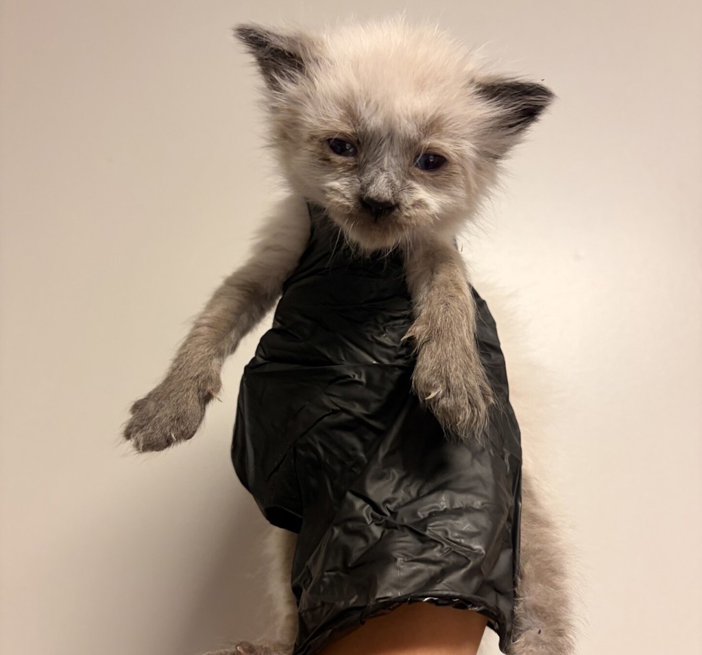 Shelter Stray Male Cat last seen Near Dartmouth Avenue, SAN LEANDRO, CA, 94579, 8323 Baldwin St, Oakland, CA 94621, USA