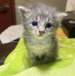 Shelter Stray Male Cat last seen Near Dartmouth Avenue, SAN LEANDRO, CA, 94579, 8323 Baldwin St, Oakland, CA 94621, USA