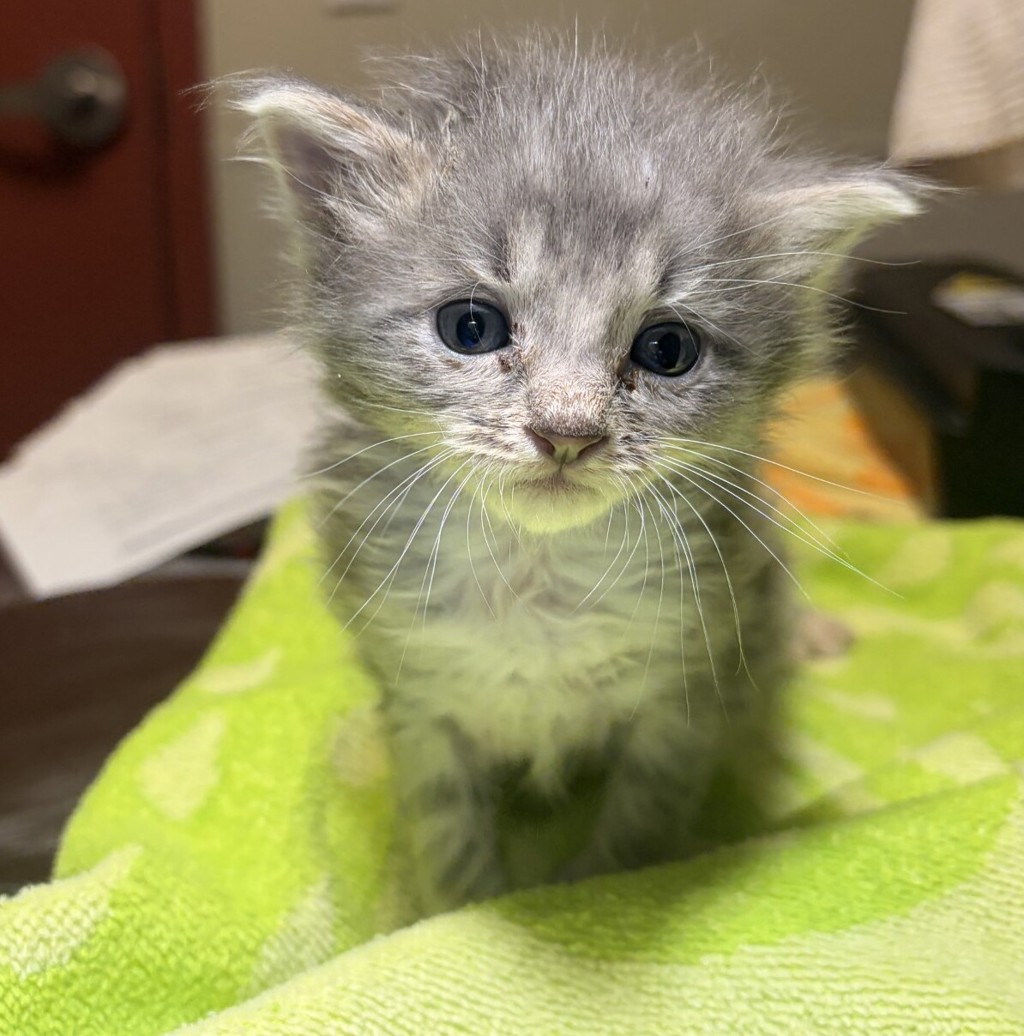 Shelter Stray Male Cat last seen Near Dartmouth Avenue, SAN LEANDRO, CA, 94579, 8323 Baldwin St, Oakland, CA 94621, USA