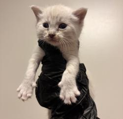 Shelter Stray Female Cat last seen Near Dartmouth Avenue, SAN LEANDRO, CA, 94579, 8323 Baldwin St, Oakland, CA 94621, USA