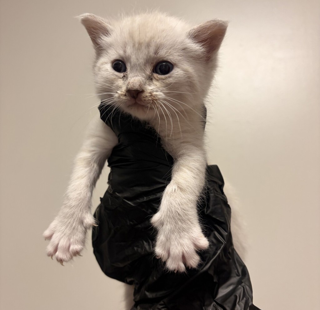 Shelter Stray Female Cat last seen Near Dartmouth Avenue, SAN LEANDRO, CA, 94579, 8323 Baldwin St, Oakland, CA 94621, USA