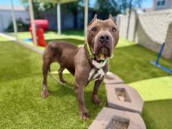 Shelter Stray Male Dog last seen Near S 7860 W, Magna Township, UT, 84044, 511 W 3900 S, Salt Lake City, UT 84123, USA