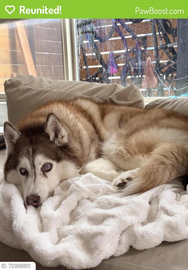 Reunited Female Dog last seen South Lane and Hankins Rd , Hightstown, NJ 08520