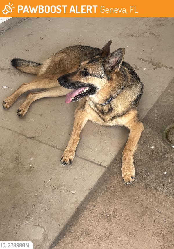 Found/Stray Unknown Dog last seen Fort lane rd geneva, Geneva, FL 32732