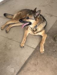 Found/Stray Unknown Dog last seen Fort lane rd geneva, Geneva, FL 32732