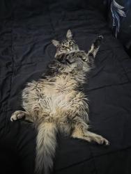 Lost Male Cat last seen Dublin and union, Colorado Springs, CO 80918