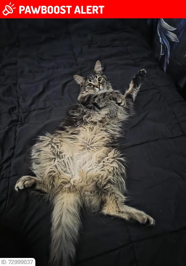 Lost Male Cat last seen Dublin and union, Colorado Springs, CO 80918