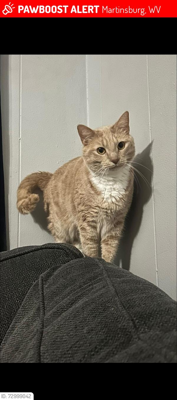 Lost Female Cat last seen King St, South Kentucky Ave, Valley St, Martinsburg, WV 25401