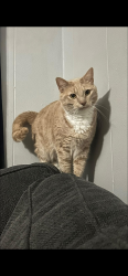 Lost Female Cat last seen King St, South Kentucky Ave, Valley St, Martinsburg, WV 25401
