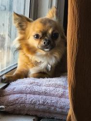 Lost Male Dog last seen 87-25 62nd rd, Queens, NY 11374