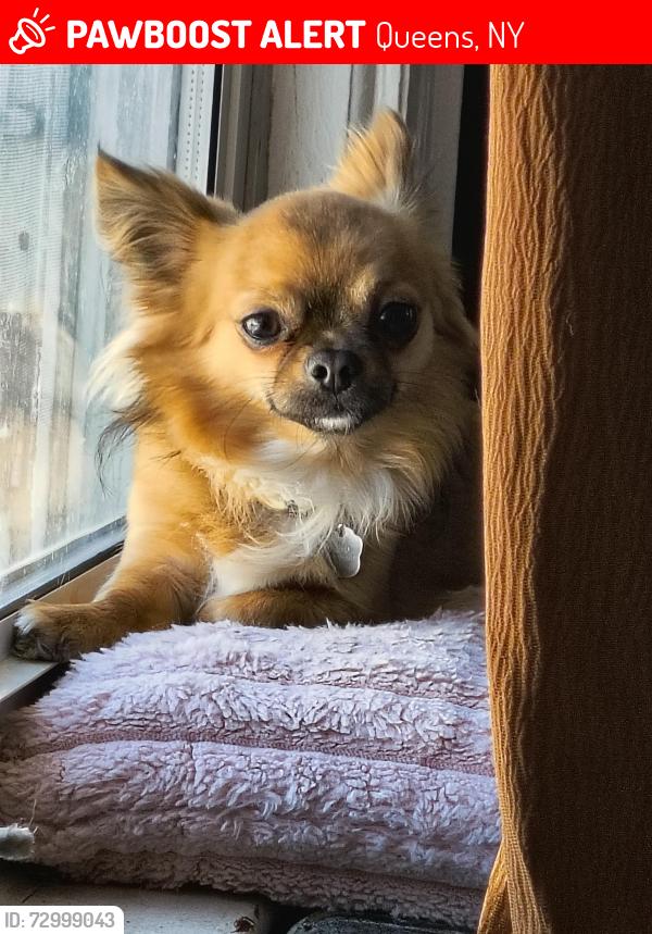 Lost Male Dog last seen 87-25 62nd rd, Queens, NY 11374