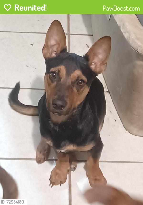 Reunited Male Dog last seen Longmont and prescott, San Antonio, TX 78245