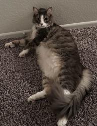 Lost Male Cat last seen Mountain View/Lawton/ Bryn Mawr Ave., Loma Linda, CA 92354