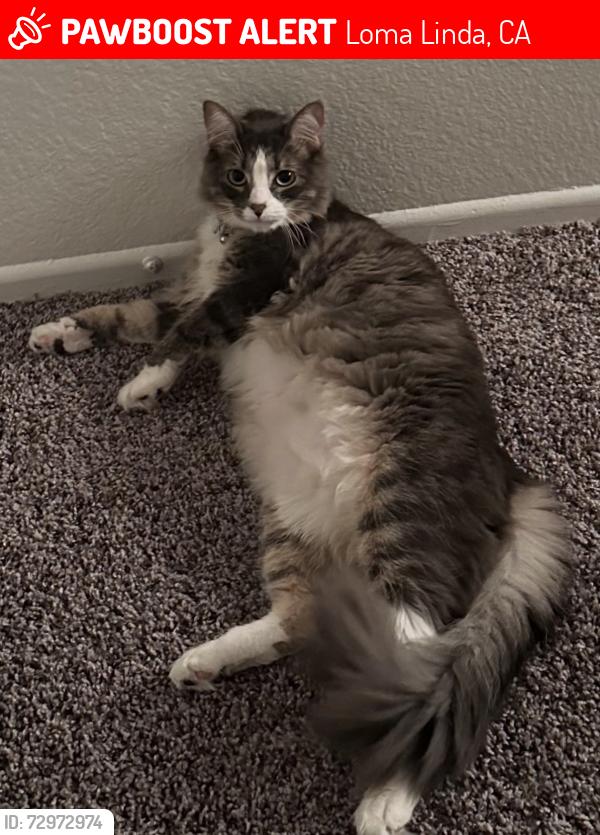 Lost Male Cat last seen Mountain View/Lawton/ Bryn Mawr Ave., Loma Linda, CA 92354