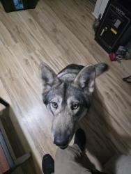 Lost Female Dog last seen Ferguson park, Temple, TX 76501