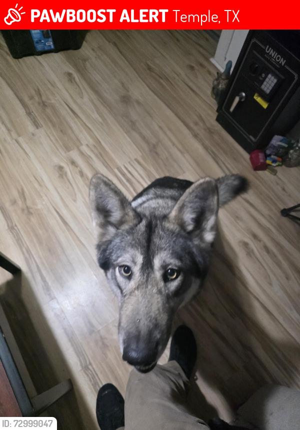 Lost Female Dog last seen Ferguson park, Temple, TX 76501
