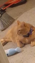 Lost Male Cat last seen Near cedars east court Charlotte 28212, Charlotte, NC 28212