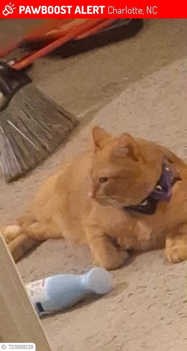 Lost Male Cat last seen Near cedars east court Charlotte 28212, Charlotte, NC 28212