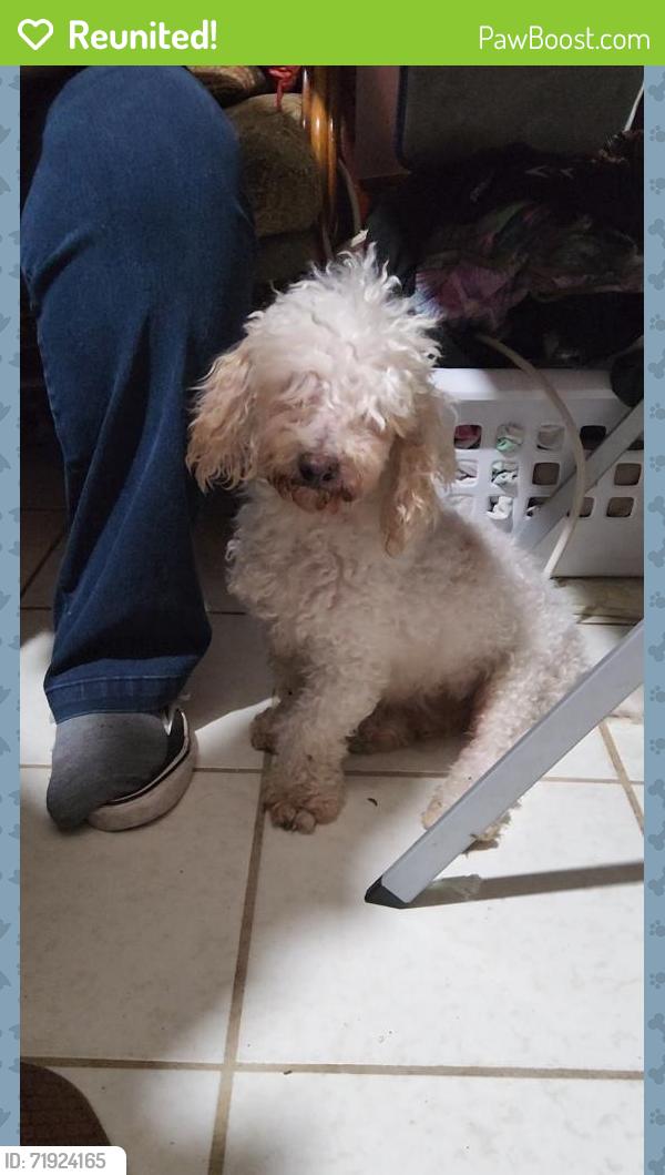Reunited Male Dog last seen Longmont and Platte trail, San Antonio, TX 78245