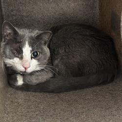 Shelter Stray Male Cat last seen , Animal Care & Control Team of Philly, 111 W Hunting Park Ave, Philadelphia, PA 19140, USA