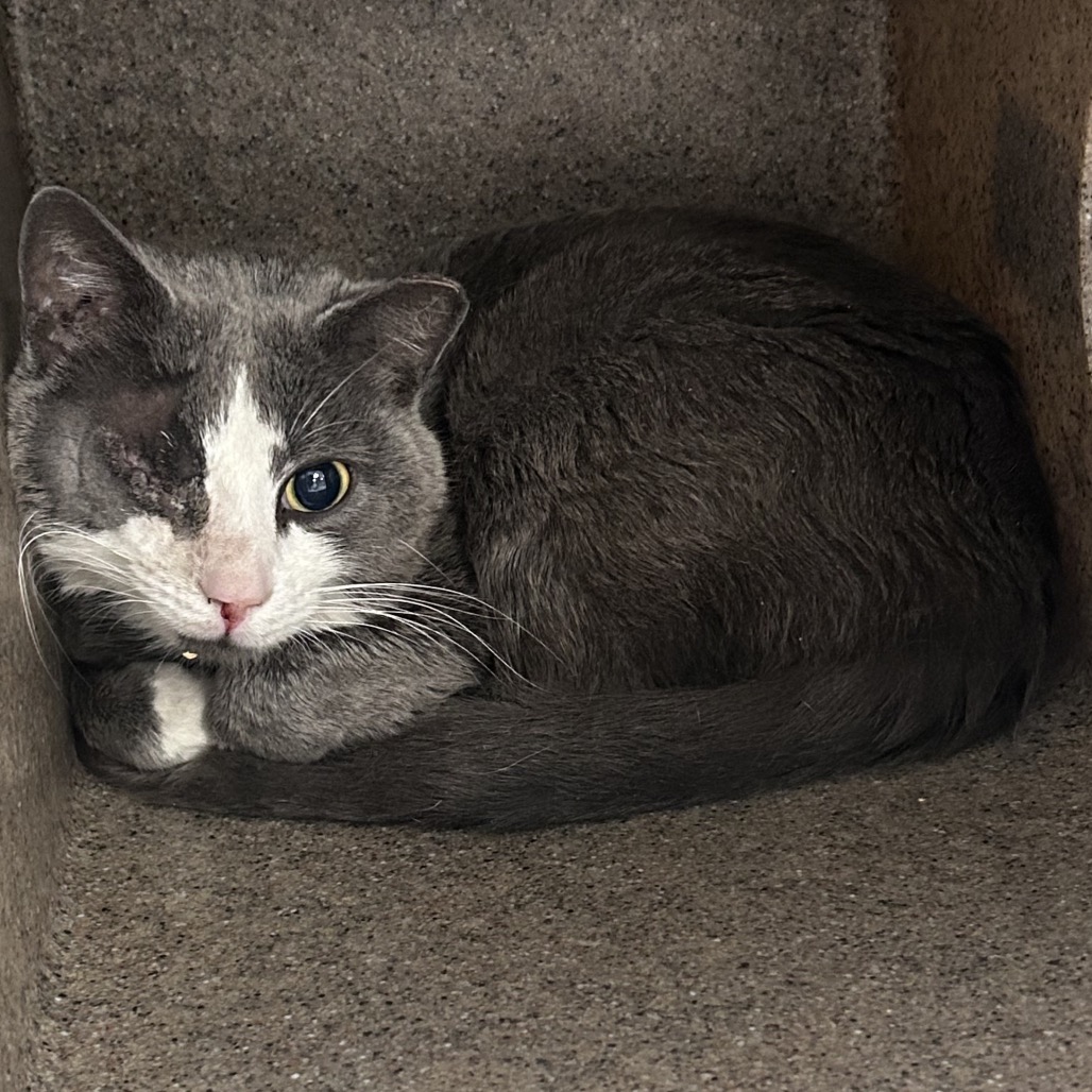 Shelter Stray Male Cat last seen , Animal Care & Control Team of Philly, 111 W Hunting Park Ave, Philadelphia, PA 19140, USA