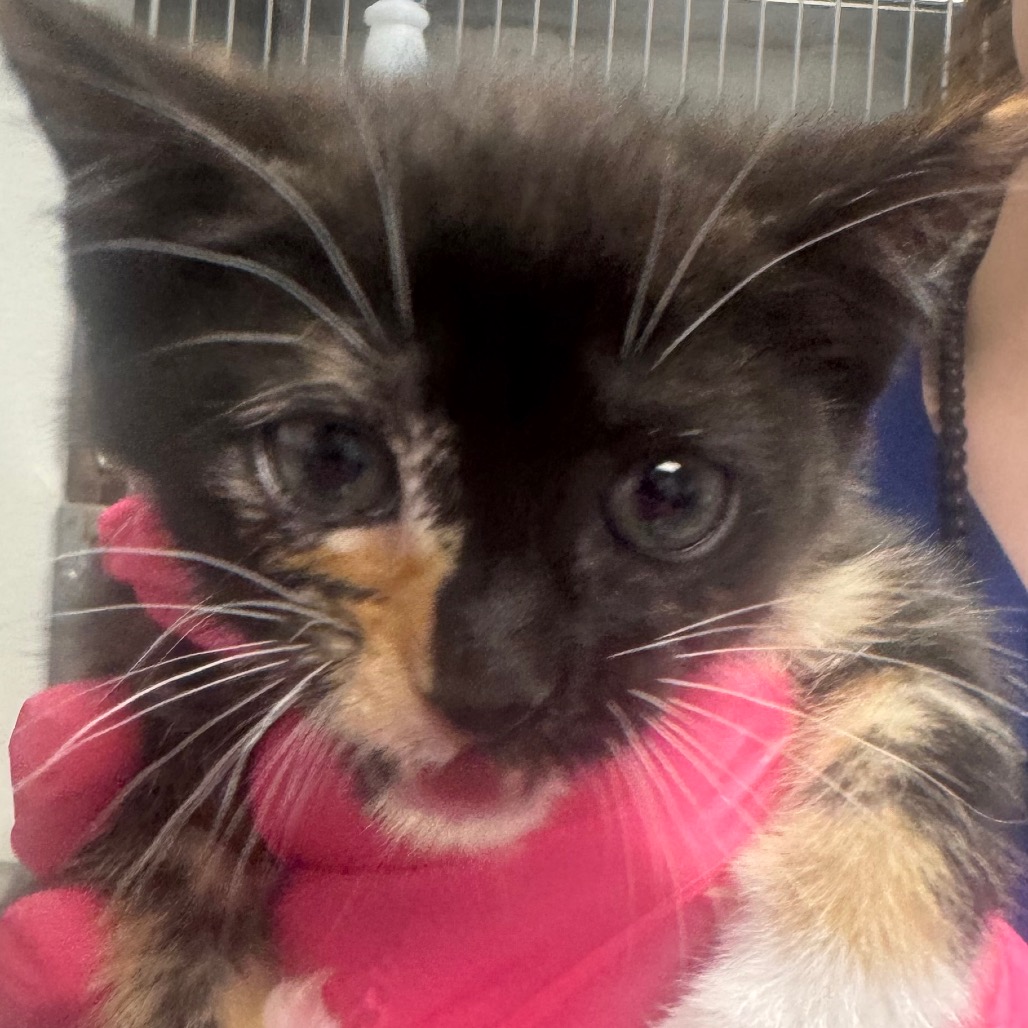 Shelter Stray Female Cat last seen , 328 Furman Hall Rd, Greenville, SC 29609, USA