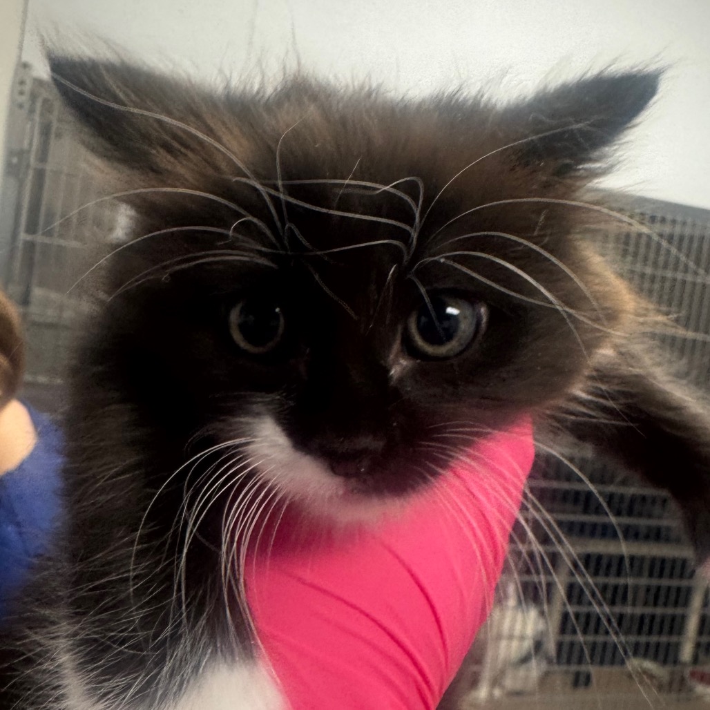 Shelter Stray Male Cat last seen , 328 Furman Hall Rd, Greenville, SC 29609, USA