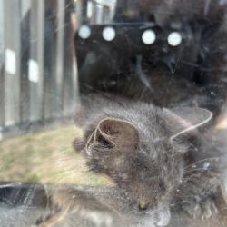 Shelter Stray Female Cat last seen , 980 Guilford College Rd, Greensboro, NC 27409, USA