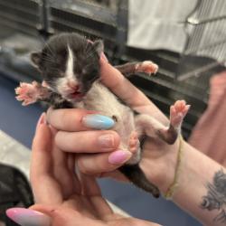 Shelter Stray Unknown Cat last seen , 980 Guilford College Rd, Greensboro, NC 27409, USA