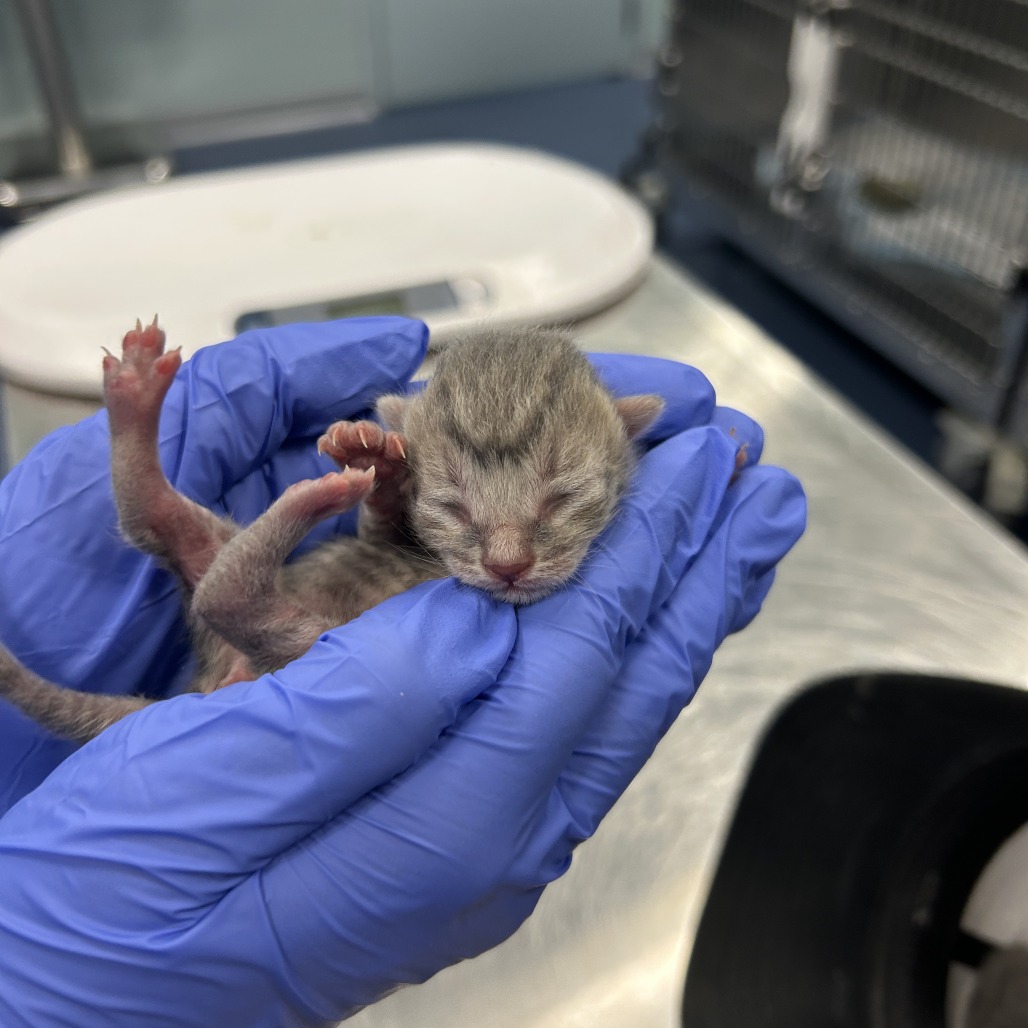 Shelter Stray Unknown Cat last seen , 980 Guilford College Rd, Greensboro, NC 27409, USA