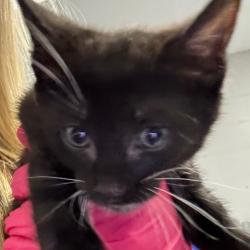 Shelter Stray Male Cat last seen , 328 Furman Hall Rd, Greenville, SC 29609, USA