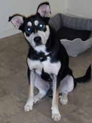 Lost Male Dog last seen 34th and Sherman , Indianapolis, IN 46218