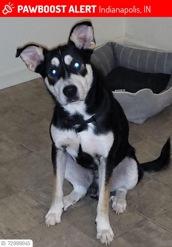 Lost Male Dog last seen 34th and Sherman , Indianapolis, IN 46218