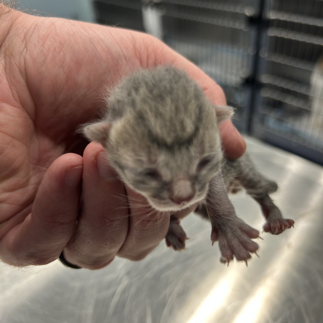 Shelter Stray Unknown Cat last seen , 980 Guilford College Rd, Greensboro, NC 27409, USA