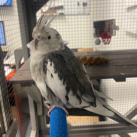 Shelter Stray Unknown Other last seen , 12910 Yukon Ave, Hawthorne, CA 90250, USA