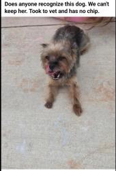 Reunited Female Dog last seen Waterloo and Western , Edmond, OK 73025