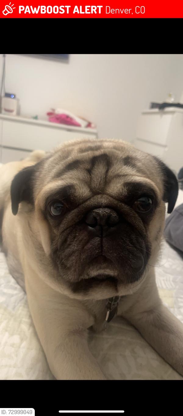 Lost Male Dog last seen 84th and Pecos , Denver, CO 80221