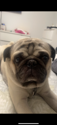 Lost Male Dog last seen 84th and Pecos , Denver, CO 80221
