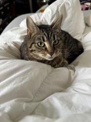 Reunited Female Cat last seen Mariners Point Neighborhood , Chesapeake, VA 23323