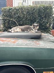 Reunited Female Cat last seen By LaVergne high school , La Vergne, TN 37086