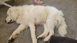 Found/Stray Male Dog last seen Rose crans airport, Elwood, KS 66024