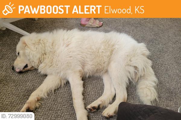 Found/Stray Male Dog last seen Rose crans airport, Elwood, KS 66024
